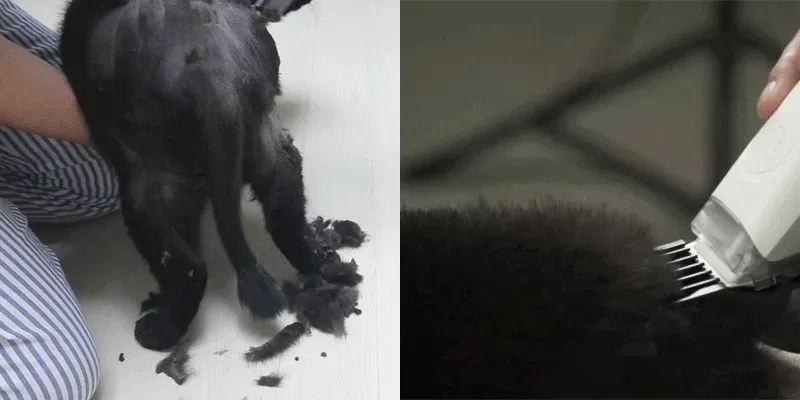 펫 이미용기 상세